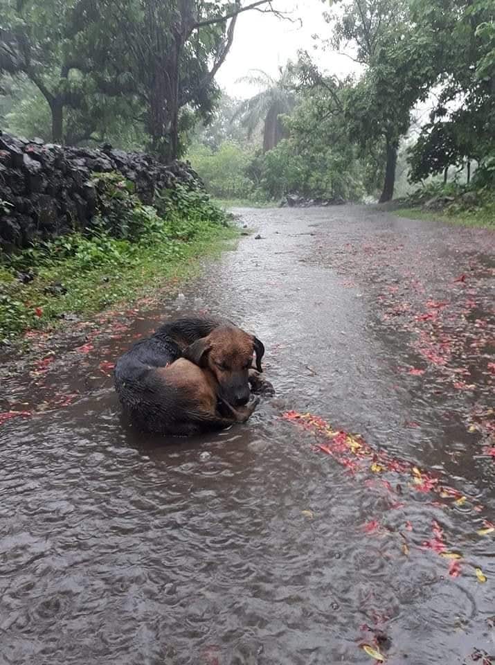 GRamirezF_D12's tweet photo. Es vergonzoso que siendo el perro el mejor amigo del hombre, sea el hombre el peor amigo del perro.
Tenemos que cuidar de nuestros animales. 💔😪🎗️🕊️💞

#NoAlAbandonoAnimal https://t.co/ayLmzIW0mr