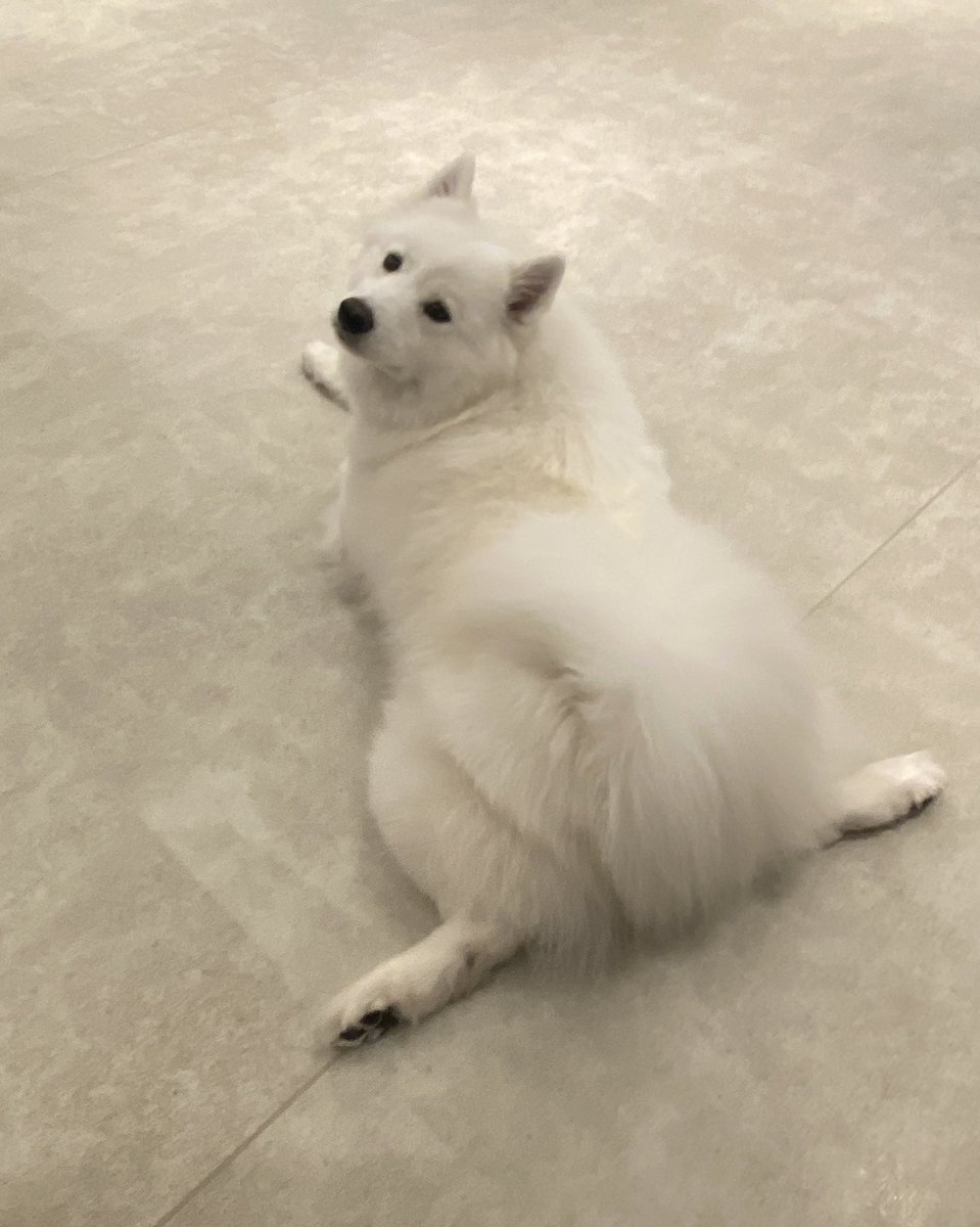 おはようございます☀

本日のアルちゃんのT字開脚🩵

駒沢のサモちゃんではアルちゃんしか出来ない得意技になりますので、目撃した方は是非お写真撮ってあげてくださいね📷💓

#サモエド
#サモエドカフェ
#samoyed
#samoyedcafe 
#samoyedcafeAL