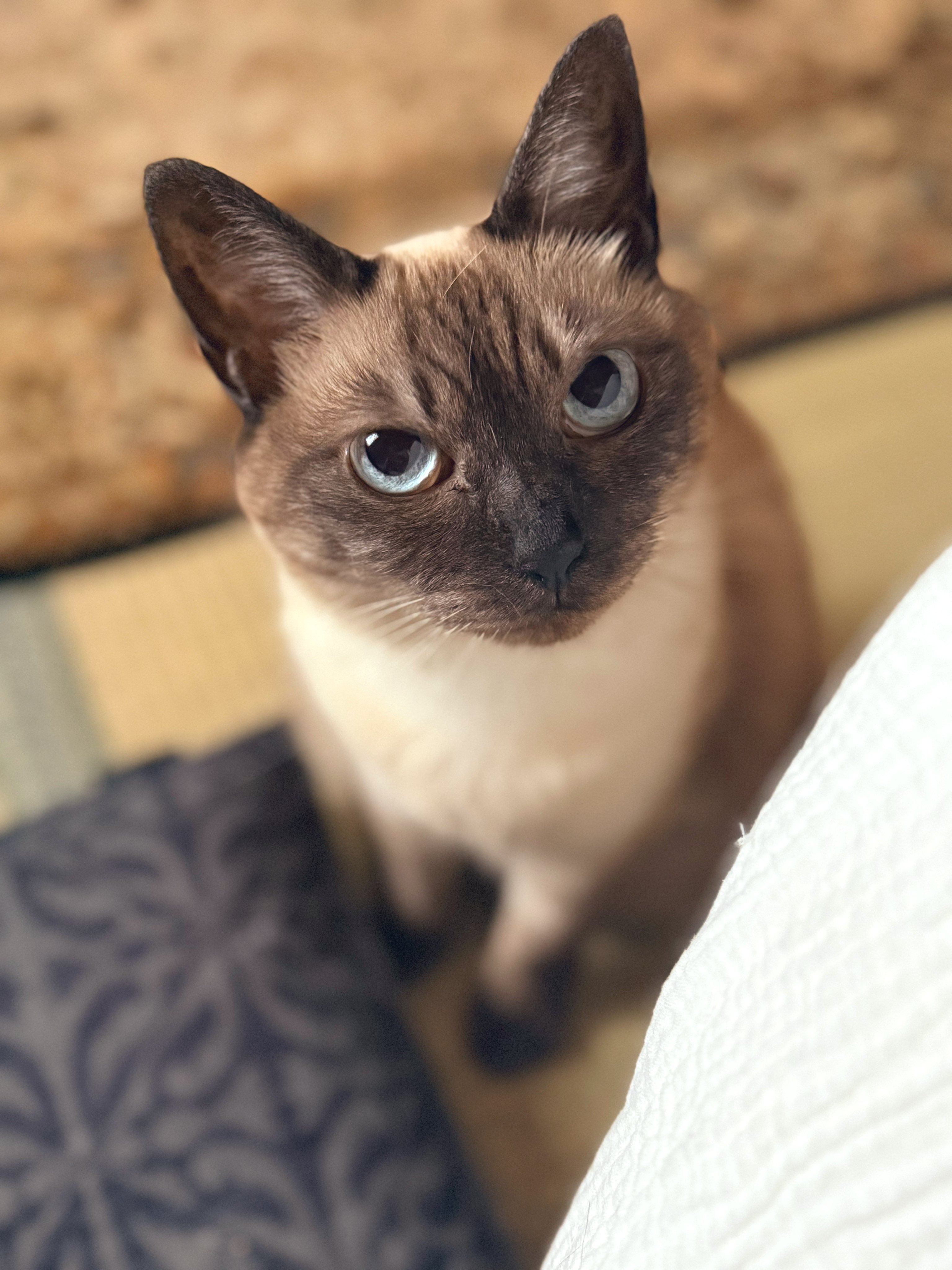 【ねこねこ】ご注文品おまとめ 怪獣8号 おひるねこ ミニフィギュアVol.1｜プライズ・くじ