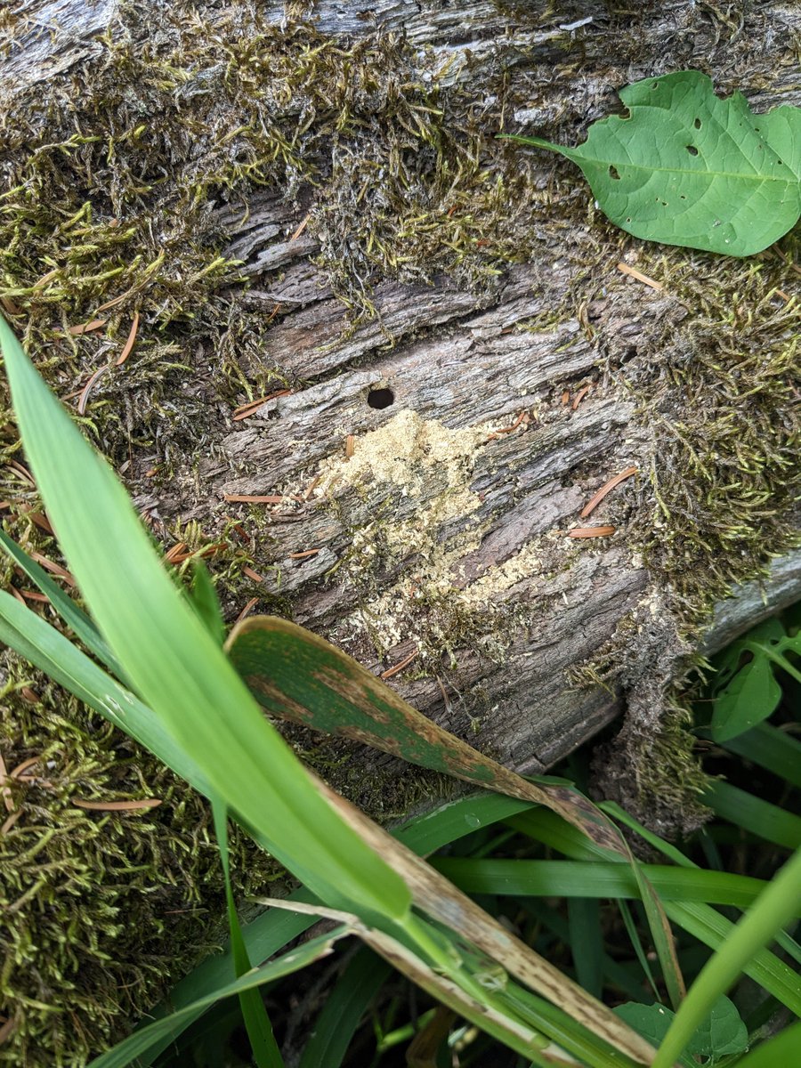 Interesting find from my local nature reserve. Larval cells of Crossocerus wasps stocked with larders of dead flies, and on closer inspection larvae and some pupae. Looking in more dead wood I also found sawdust piles outside the entrance of other nests

#hymenoptera #entomology