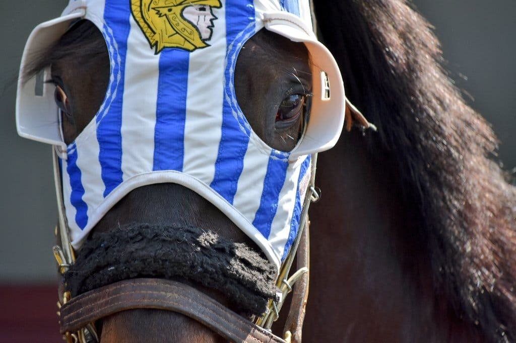 Hastings Racing Club tweet media