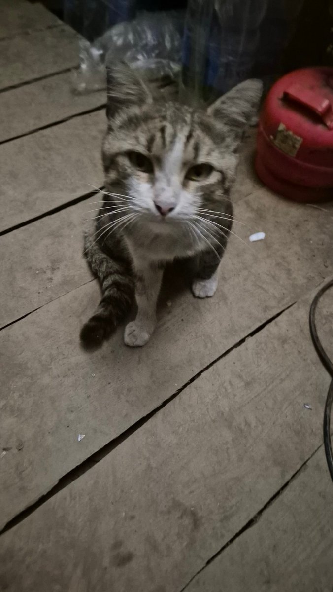 Новий мешканець нашого бліндажа.