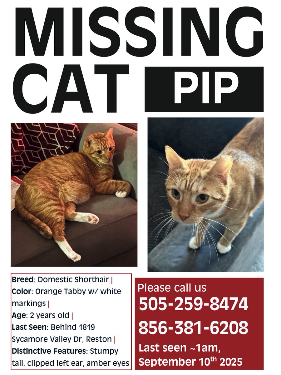 thekianaj's tweet photo. Early Wednesday morning Pip escaped from our apartment and ran off into the tree preserve behind our complex. Over 48 hours later he is still missing and we are desperate. Please help spread the word so we can bring our boy home! https://t.co/3pJdIAXzmy
