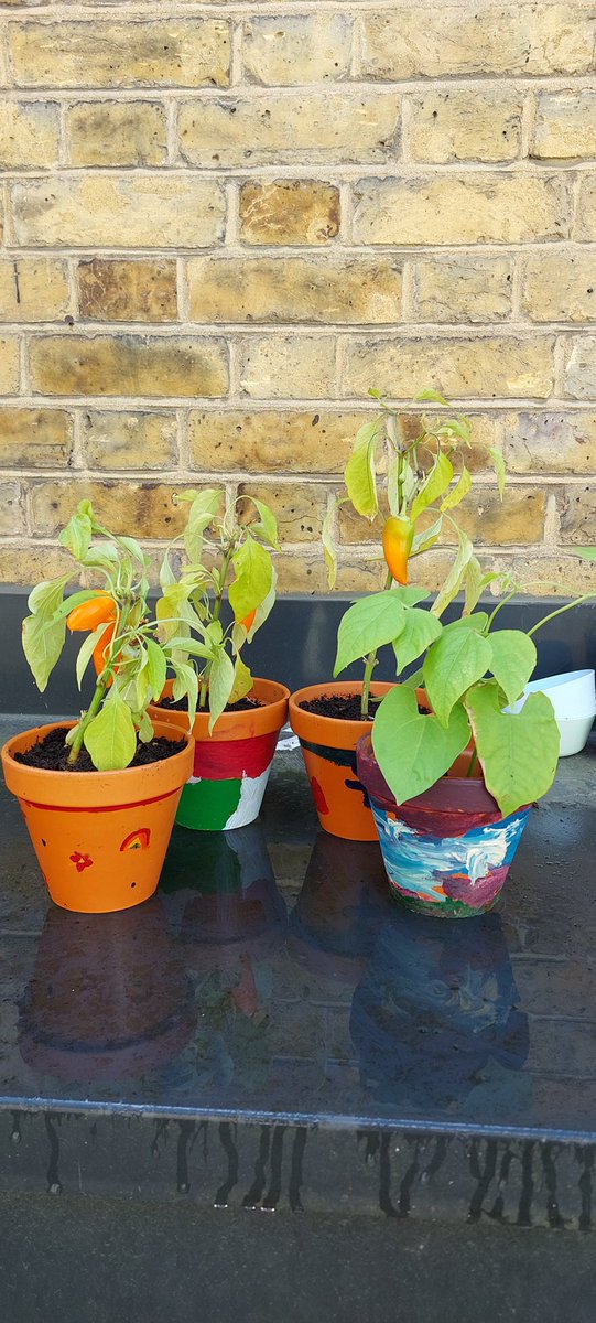 GreenwichLibs's tweet image. The #PlumsteadLibrary Seedlings group painted pots + grew beans and peppers over the course of the summer holidays, as well as caring for the big strawberry pots. Big thanks to @theplumsteadce1 who helped look after the plants on days when the library wasn&apos;t open. 🍓