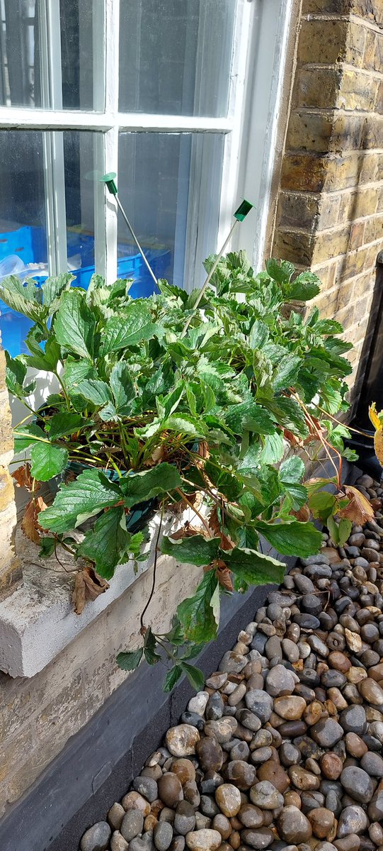 GreenwichLibs's tweet image. The #PlumsteadLibrary Seedlings group painted pots + grew beans and peppers over the course of the summer holidays, as well as caring for the big strawberry pots. Big thanks to @theplumsteadce1 who helped look after the plants on days when the library wasn&apos;t open. 🍓