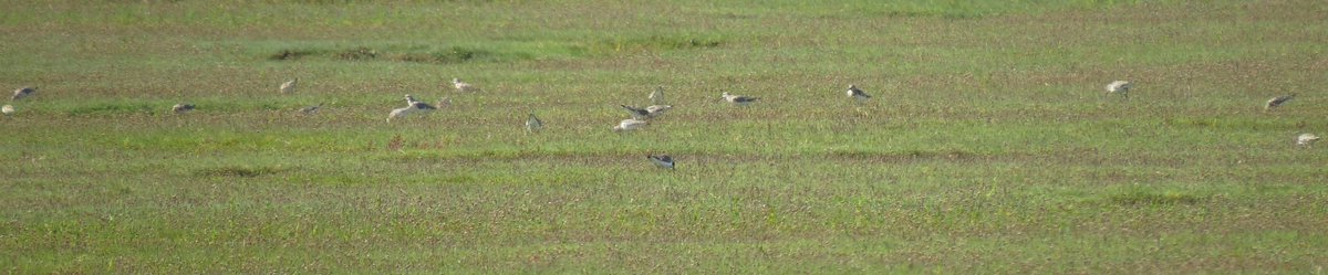 An incredible c50 Curlew Sandpipers were feeding on the saltmarsh at Weobley west of tump, 3 hours after high tide( this pic part of the flock). makes you wonder what the high tide count was! <a href="/GOWEROS1/">GOWEROS1</a> . 9 were at Wernffrwd yesterday at high tide