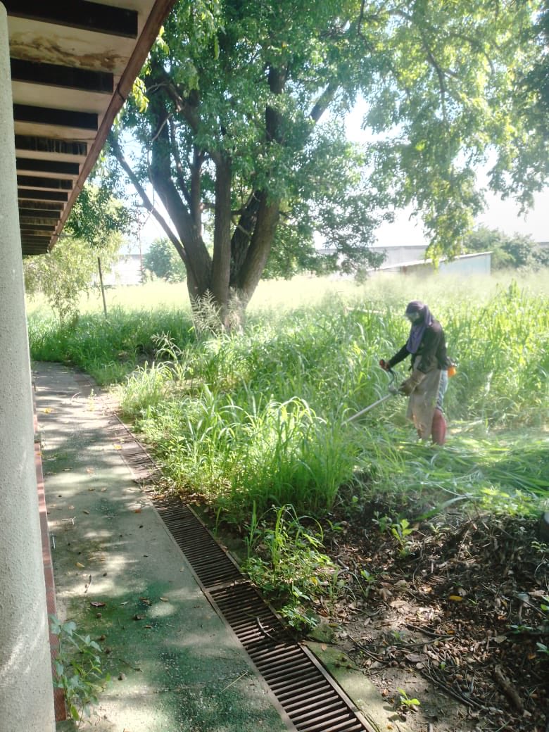 La Comisionaduria de la Rectora UCNA con la Coordinación de Servicios Generales procedió a realizar corte de arbustos y maleza en las áreas de los auditorium 1, 2 y 3. 11Sep2025.Orgullo ucista