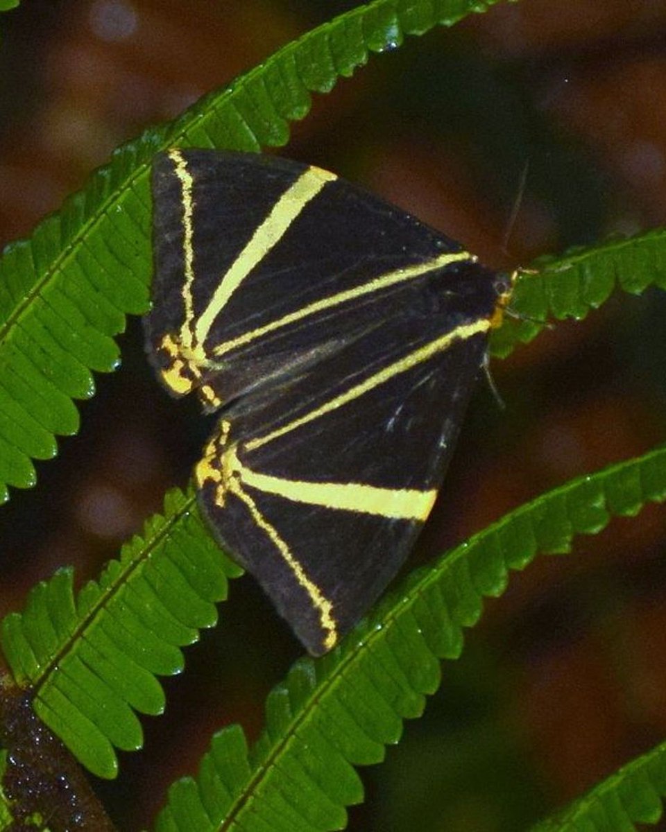 inaturalist's tweet image. This moth — Amana angulifera — hadn't been seen in about 150 years, but in 2018, an iNaturalist community member found one. Since then, there have been another 11 sightings!

📷 aniruddha_singhamahapatra on iNaturalist
📍 India
🔗: inaturalist.org/observations/1…
#ObservationOfTheDay