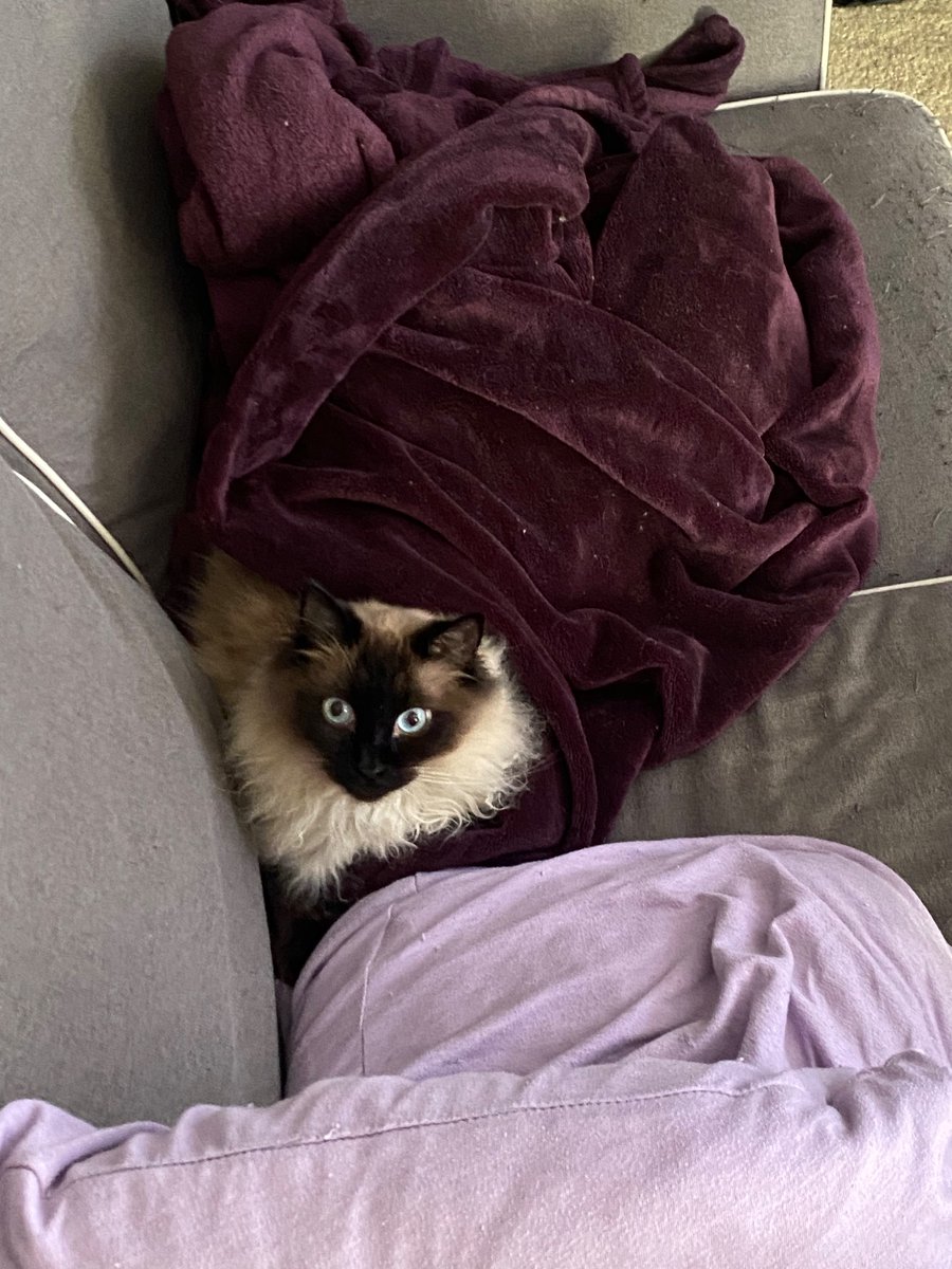 LeftBeef's tweet photo. Peabody is recoverinn from kidney failure and a trip to the ER that saved his life. Please consider donating or sharing to help my sweet boy.
https://t.co/TwzlkjFuU8 https://t.co/qXnp6pBkC3