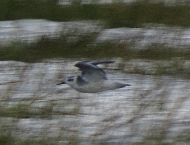 4 Grey Phalaropes at Wernfrrwd today at high tide - after yesterdays single bird which had been around a few days last seen up at Daltons Point, also 2 Ruff here yesterday <a href="/GOWEROS1/">GOWEROS1</a>