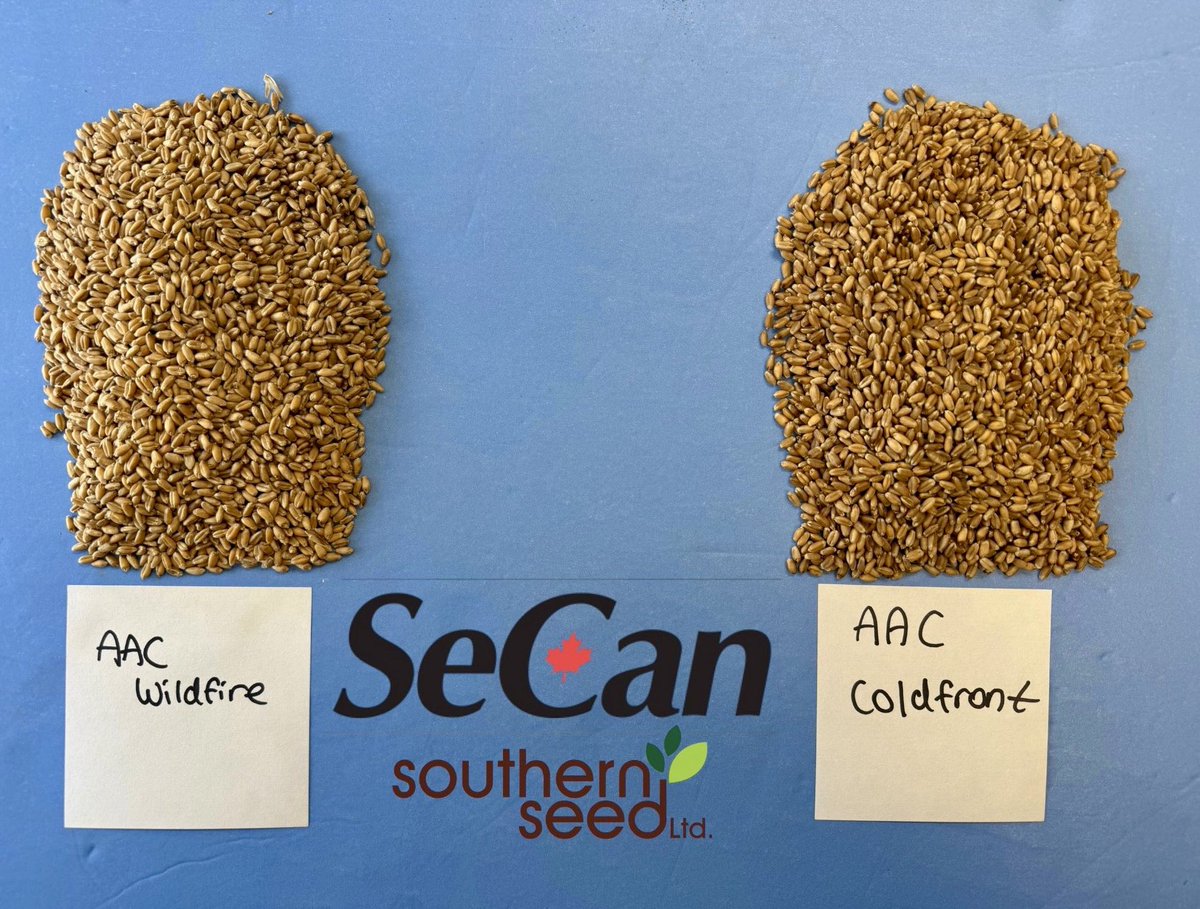 We have a Limited supply left of the 2 best winter wheat seed, varieties get yours before it’s all gone! 🌾 

Full crop ins coverage until Sep 25th. 

Spread your risk, get ahead of problem weeds, and turn a profit with Winter Wheat! #growwinterwheat