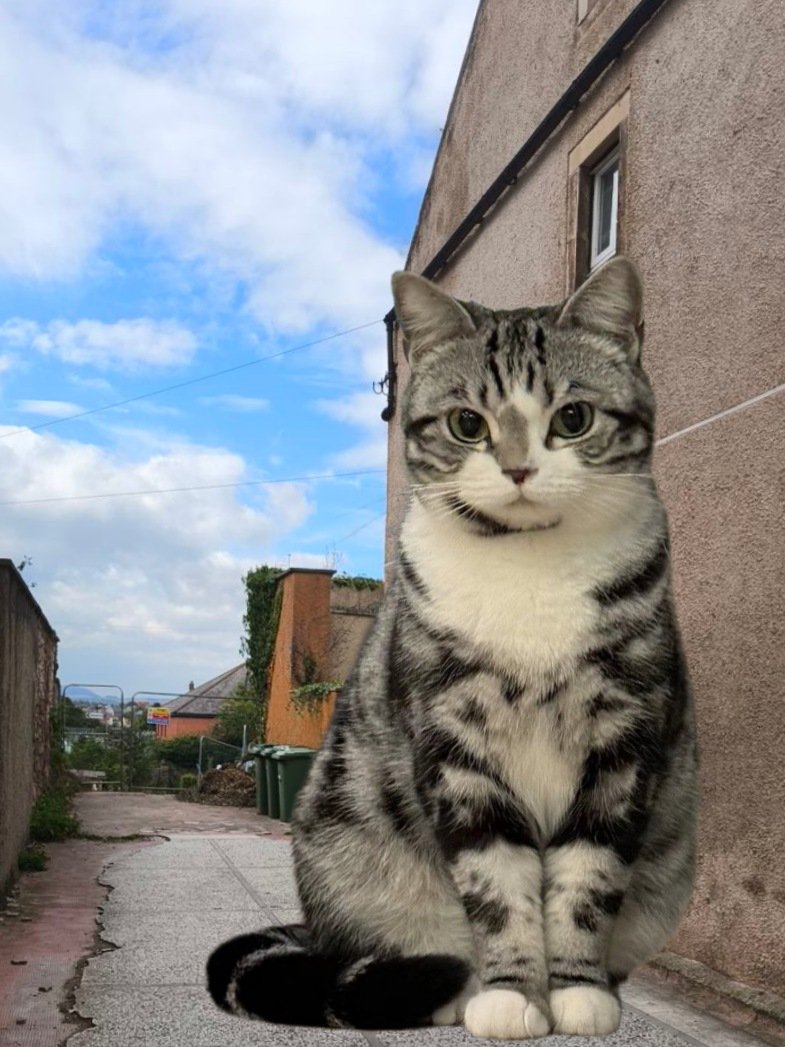 CatsGiant's tweet photo. *NEW:
spotted by:
as_free_as_a_pigeon_already_plucked
and_in_the_pot;
derelict space;
56.001426,-2.515510, traprain law visible in distance;
1240hrs 10/9/25 https://t.co/eLgp5jaUe9