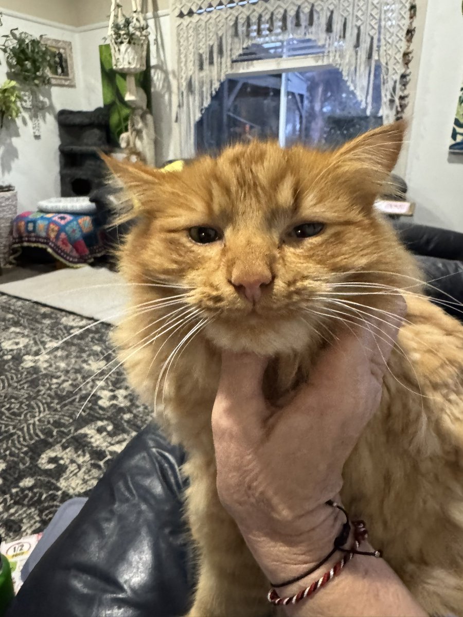 Big Nev loves his early morning ear rubs. 
Little Nev has a walking cuddle. 
Boris gets lap pats. 
The dogs get a conversation with me outside while I’m sipping coffee. Dog treats in my pocket , kinda goes pats n snacks on repeat.