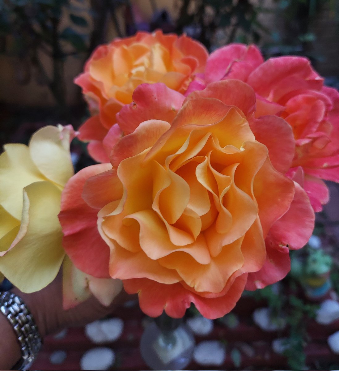 "Así como el amor de mi madre, las rosas de su jardín desbordan belleza y ternura"
#ViernesDeFlores
<a href="/wonder_m_r/">Armando Maravilla - Wonder</a> 
#FelizViernes