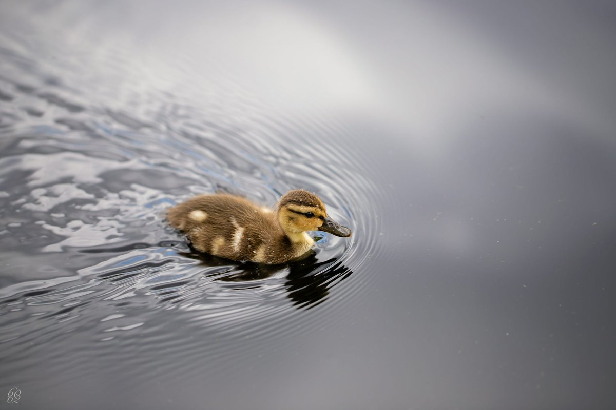 Hornero (@axecap6hb) on Twitter photo 