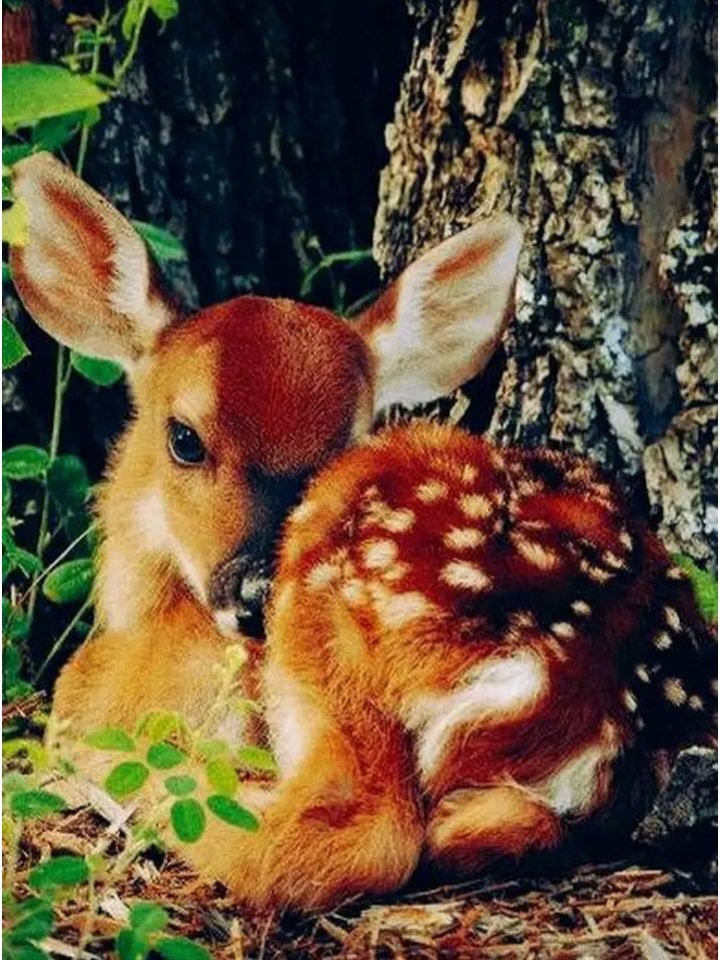 يا جميلة في عيني 
من يدها سقاني لذيذ الحب

إني ظمءت
فمن أروي للقلب الا اليك

Hai yang cantik dalam pandangan ku
Dari tangan nya aku minum nikmat nya cinta
Sesungguhnya aku kehausan
Lalu 
Kepada siapa ku riwayatkan isi hati ini kecuali kepada mu

#jelang_shubuh