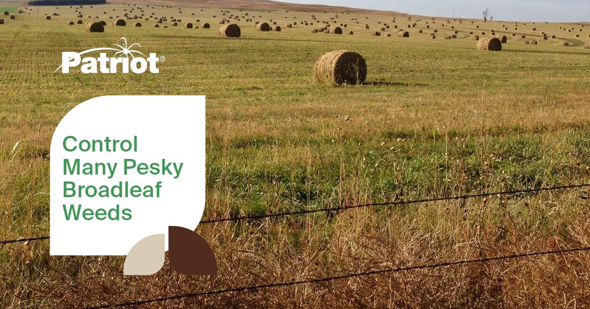 Manage broadleaf weeds and keep them down for up-to six weeks. Get best-in-class weed control while being gentle on the environment and desirable grasses. nufarm.com/uscrop/product…
#pasture #ag #GrowingYourWay #AgTwitter #PatriotHerbicide