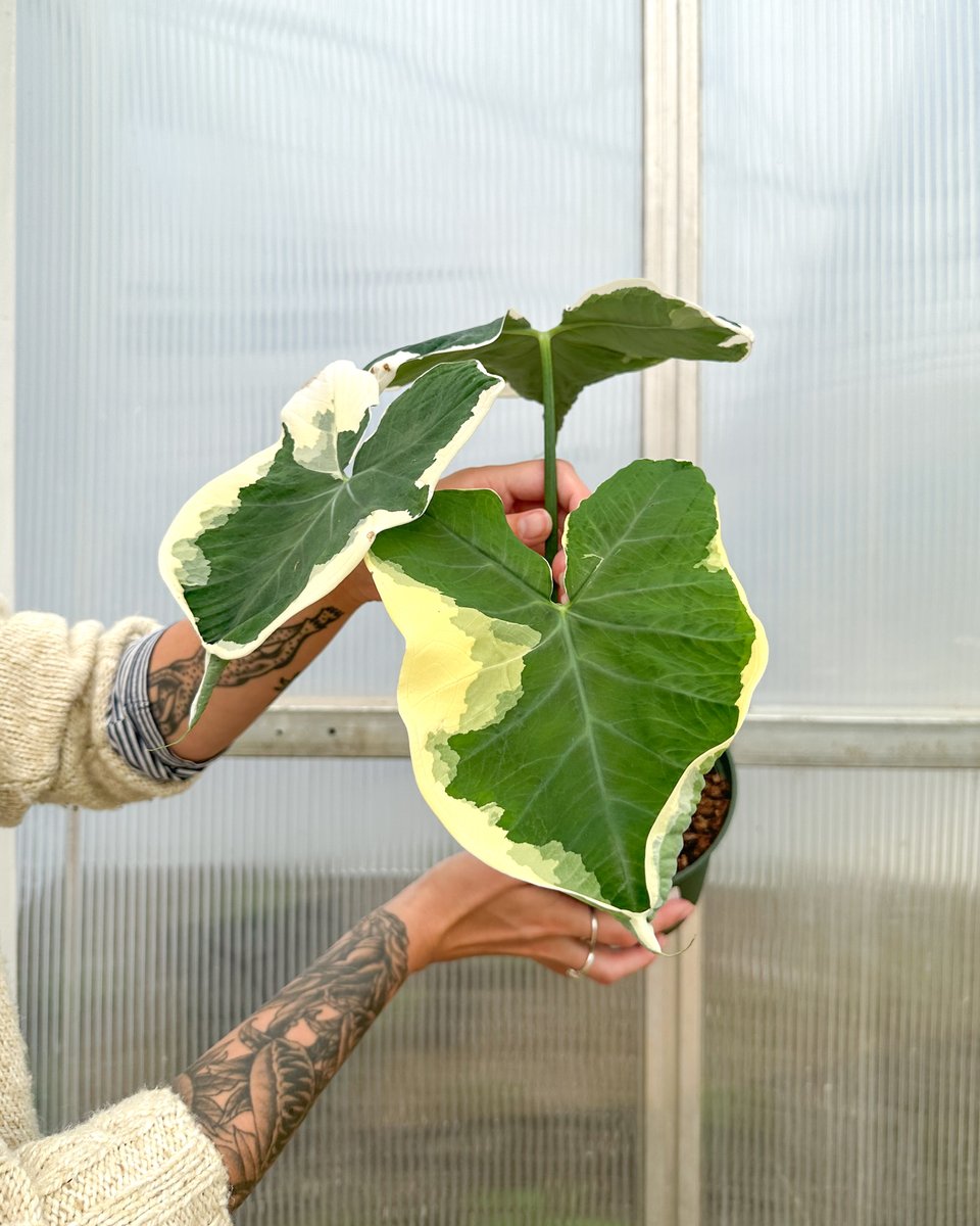 Mulhalls's tweet image. Alocasia ‘Mickey Mouse’ – green, cream, and sometimes yellow patches that make every leaf a little different. Its playful patterns are where it gets the name “Mickey Mouse,” 🐭 

#mymulhalls #alocasiamickeymouse #elephantear #houseplantstyle #rareplants #bigplants #omahaplants