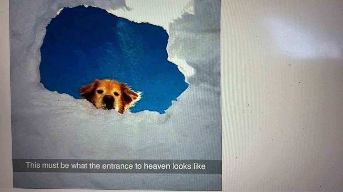 Realist11111's tweet photo. Just some thoughts on losing a pet https://t.co/n1mbWBKfYz