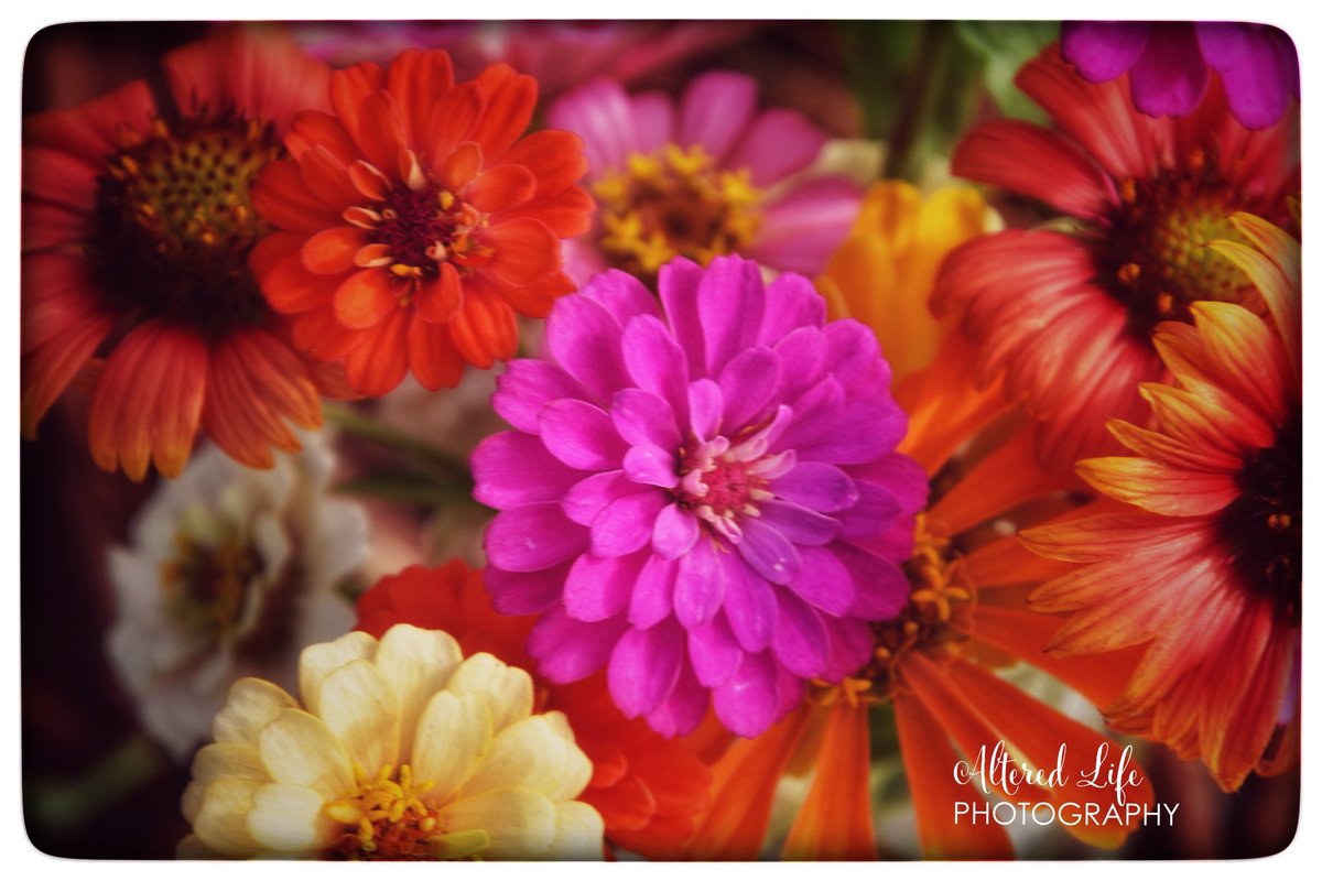 alteredlifephto's tweet photo. Today's Floral Friday harvest from the garden. My zinnias have exceeded expectations! #floralfriday #zinnias https://t.co/0khgk3LeFm