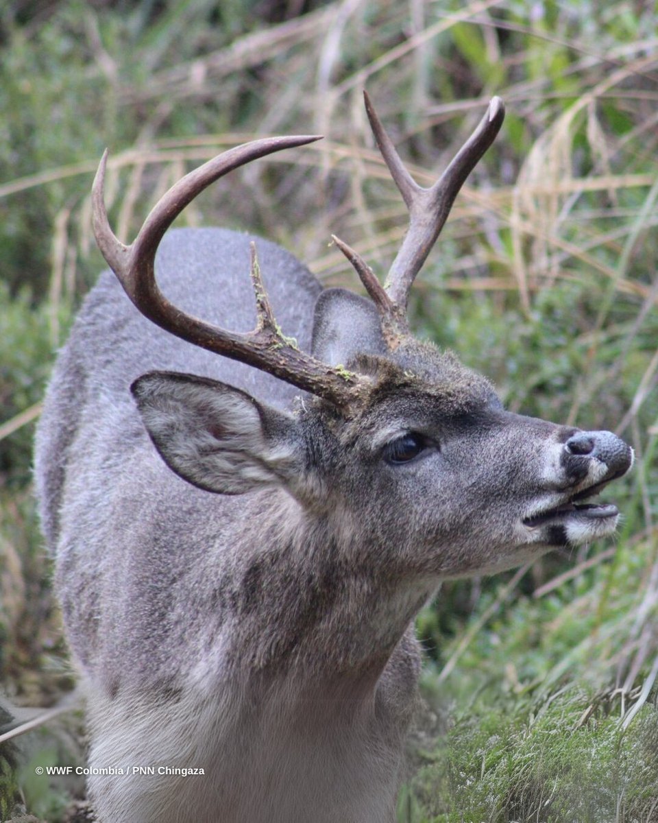 En el escenario más alto del continente, la naturaleza también tiene sus protagonistas 🏔️🦋🦉🪲🦌🌳🌿 ¡Unámonos en la protección de las especies y ecosistemas que hacen posible este festival de vida! wwf.org.co