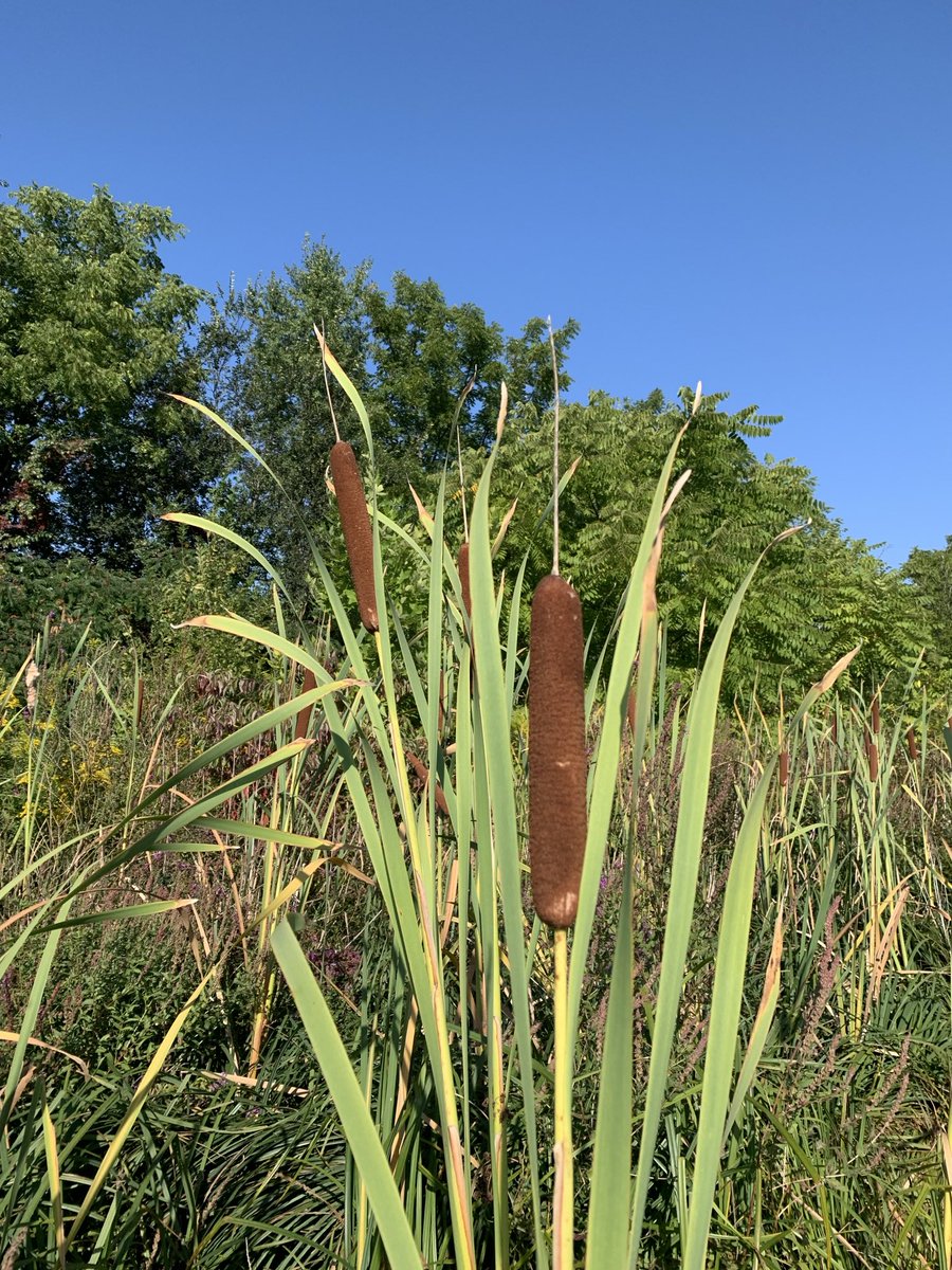 I wonder if/when the bulrushes will be displaced by invasive phragmites in an unattended but thriving ‘green strip ditch’ between a railway line and Coventry Avenue? Welland, Ontario.