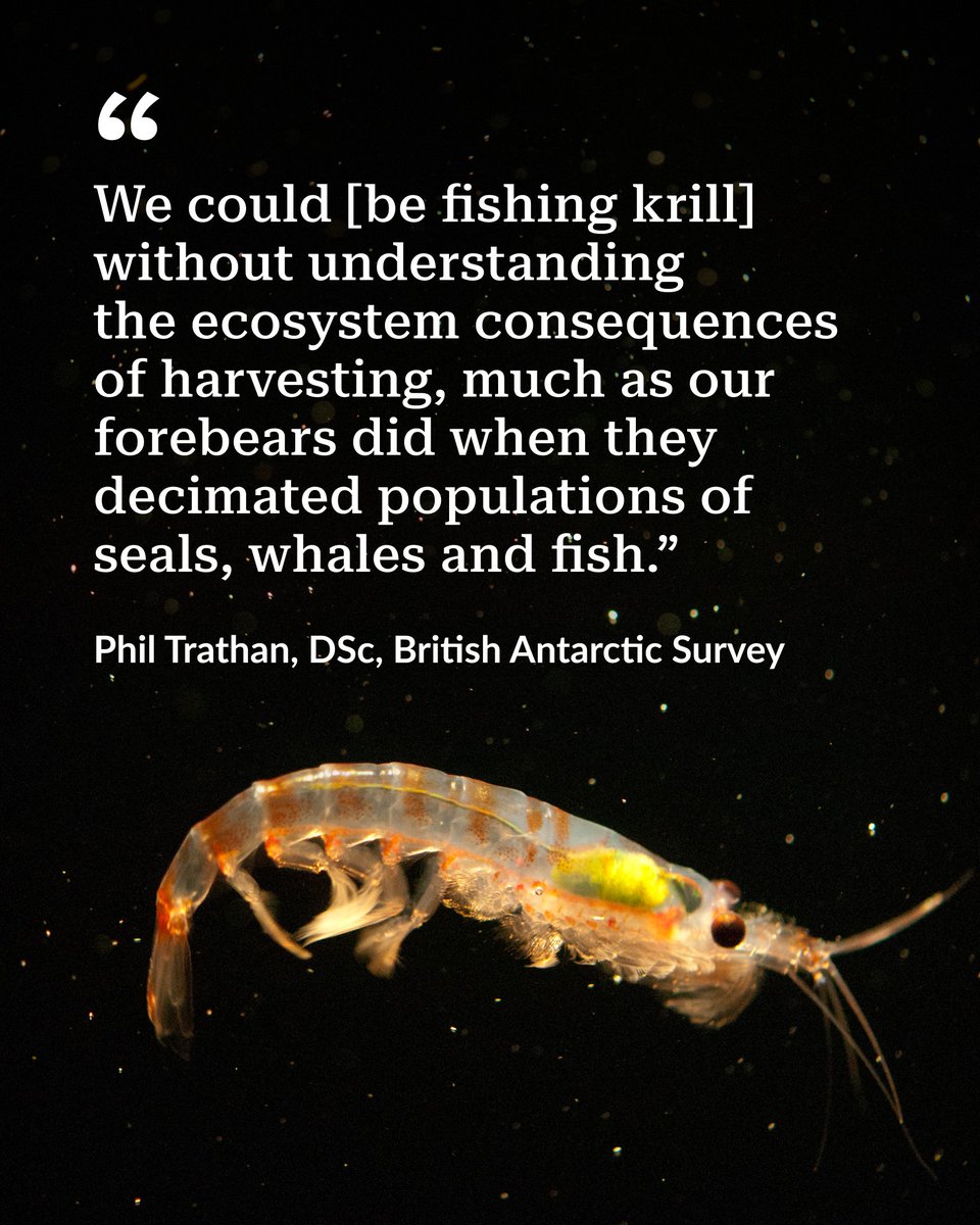 Antarctic krill are at the center of the region’s food web. 

Recent research underscores the importance of conservation measures for the crustacean, which must factor in the full Antarctic ecosystem. pewtrsts.org/45yekGU

📸 Rob King