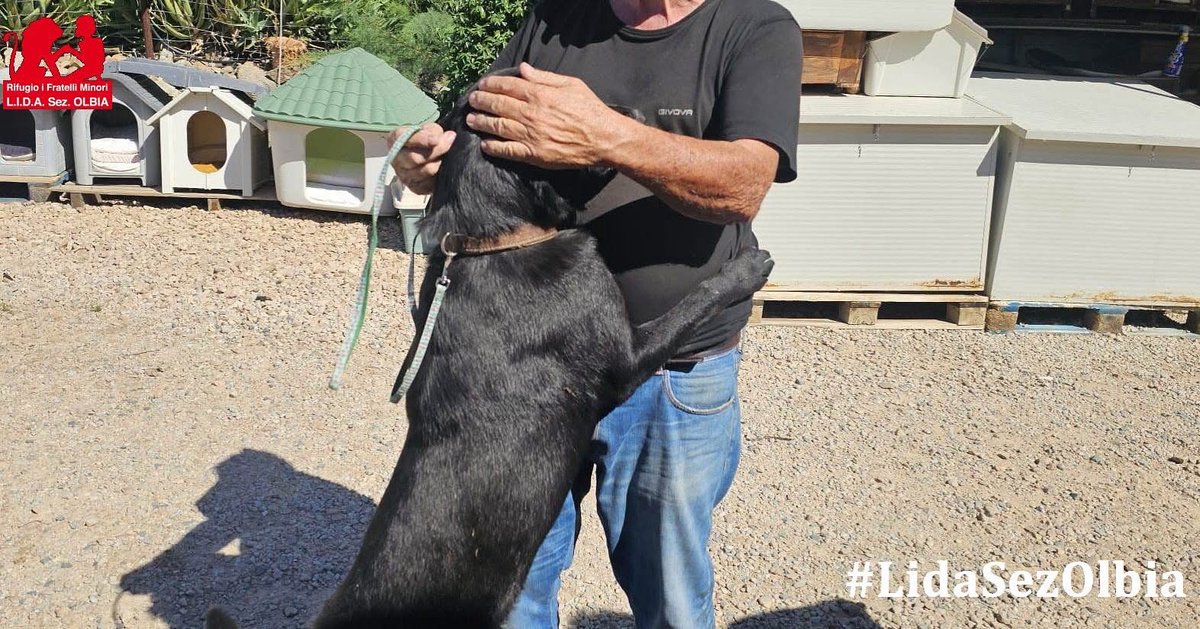 Olbia, 12.09.2025
E poi la gioia.
Arriva la telefonata: il Labrador entrato ieri ha un proprietario che lo cerca. Era disperato, non sapeva che il microchip non fosse registrato in banca dati. Ora provvederà subito a regolarizzare tutto. Finale felice: code che scodinzolano,