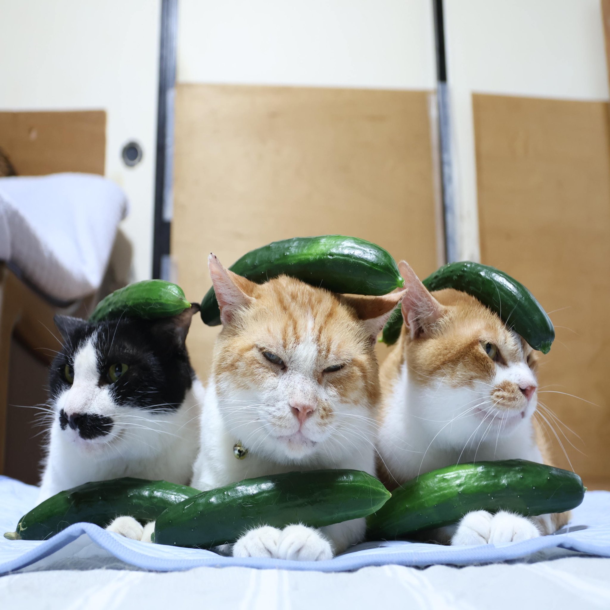 のせ猫 YouTube