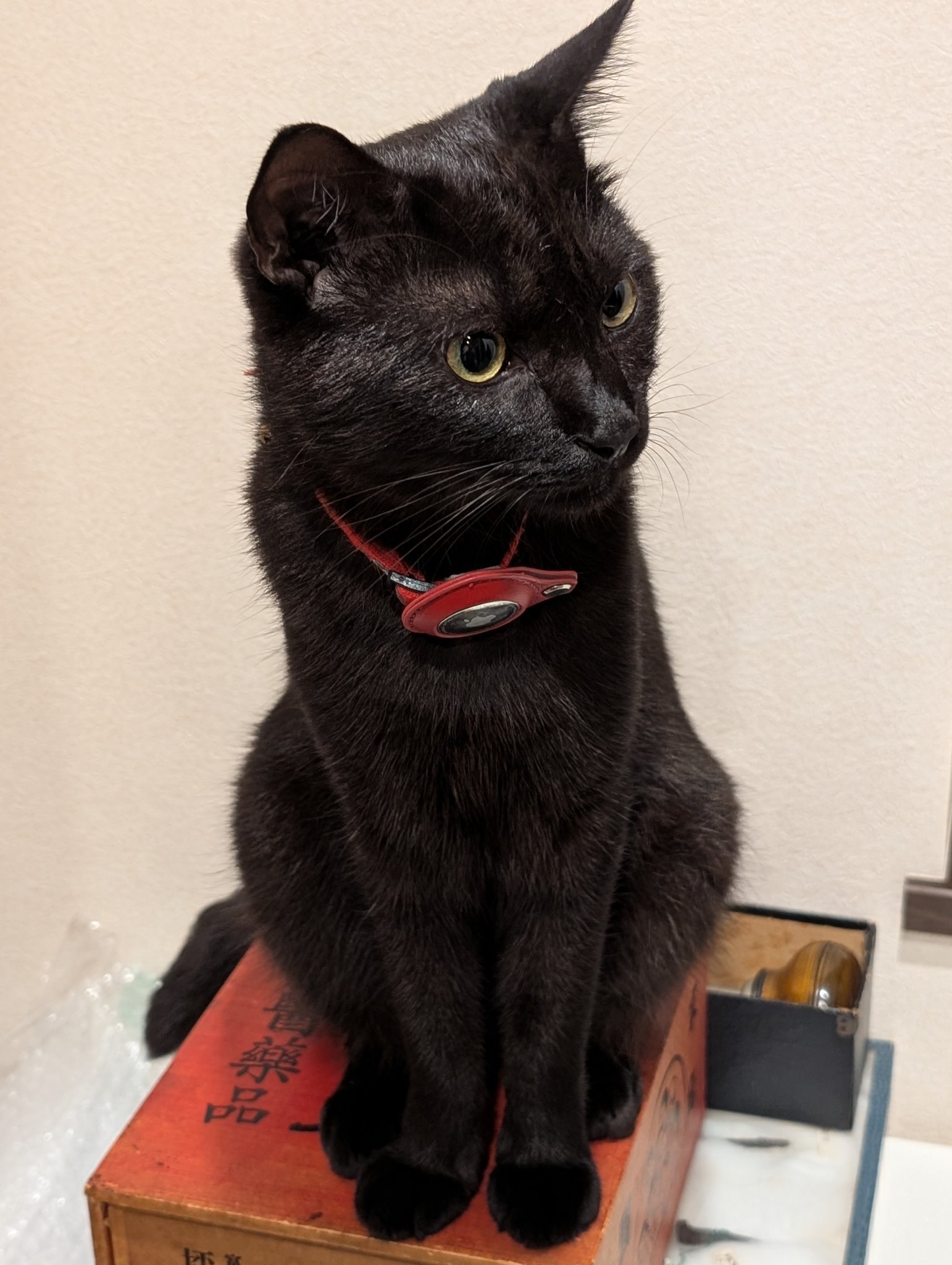 黒猫0619 Amazon.co.jp: JEKCA ジェッカブロック 黒猫 09S-M02 クロネコ