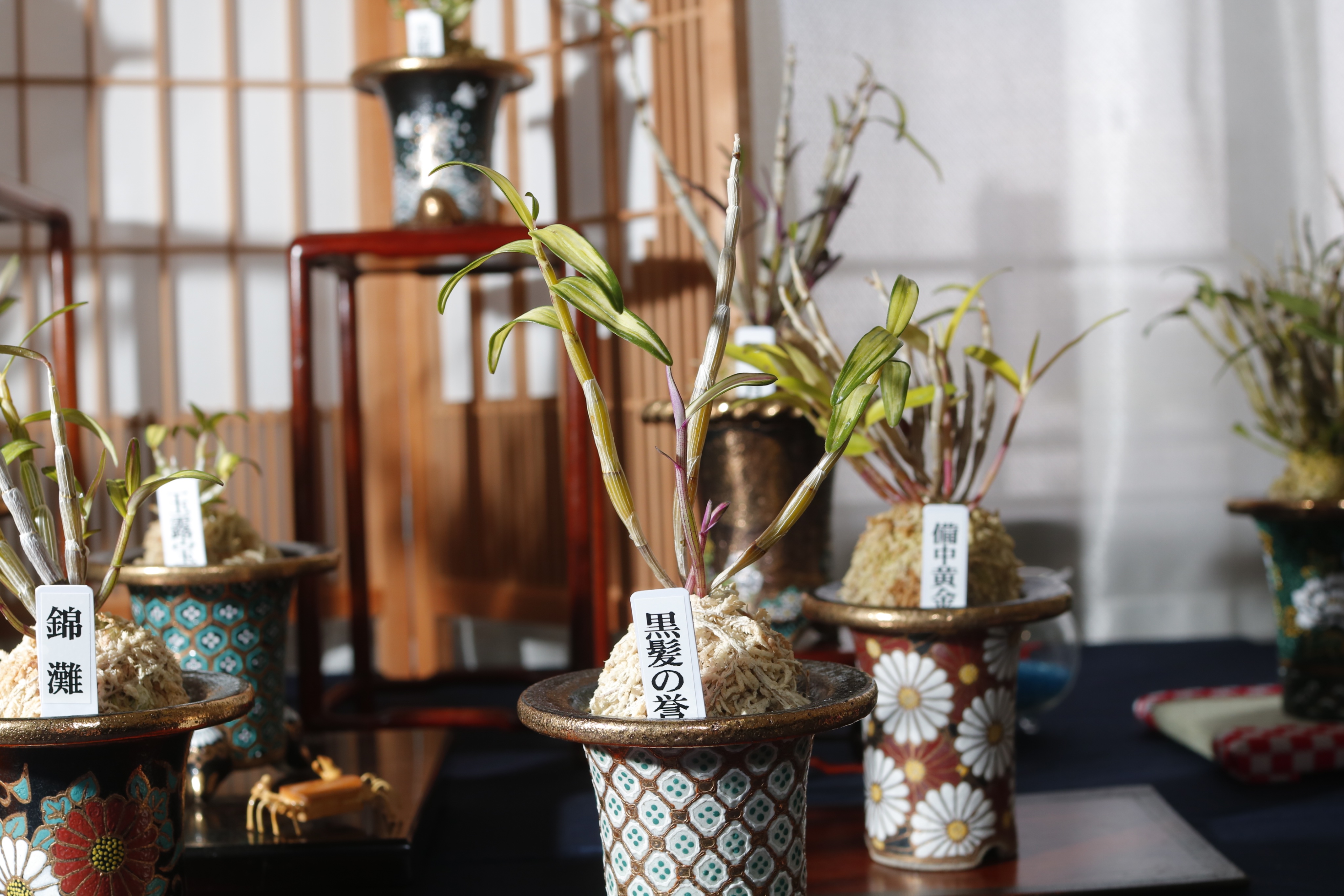 園芸JAPAN【毎月12日発売】 (@ENGEI_JAPAN) / X