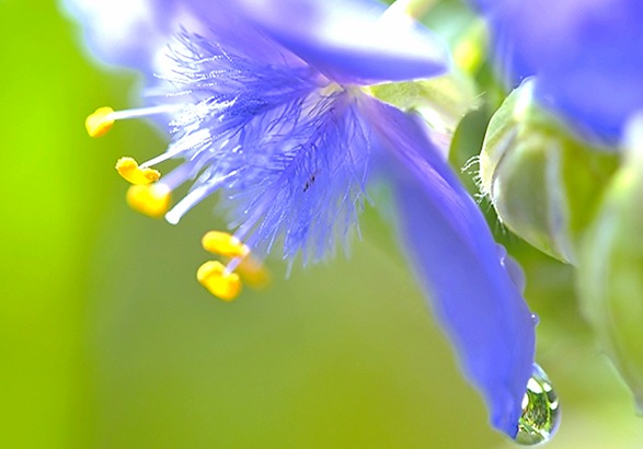 おはようございます。
今朝は「みなみさやか」に癒されました！

湯を冷ましサッと抽出🍵✨透明感ある出汁のような美味しさが、沁みる～～😊２煎目はグッと濃厚な甘味が美味しい～🥰

ホッコリ癒される朝茶時間でした🎵

「川根茶｜鈴木茶苑さん」
【本日の１杯】今日もありがとう。
