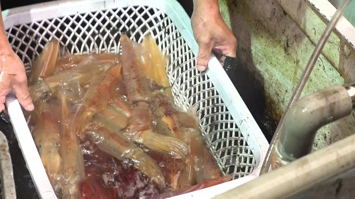 ohmygod_ntv's tweet image. ◤9/13（土)あさ10：30からの
「オー！マイゴッド！は…◢|

今が旬の佐賀県呼子のイカが登場！🦑
神イカ漁師がおすすめする
イカの美味しい食べ方をご紹介！
プリップリの触感と甘みにヒロミ＆孝太郎も絶賛！
家庭にある「〇〇〇」をつけるだけ！

#オーマイゴッド