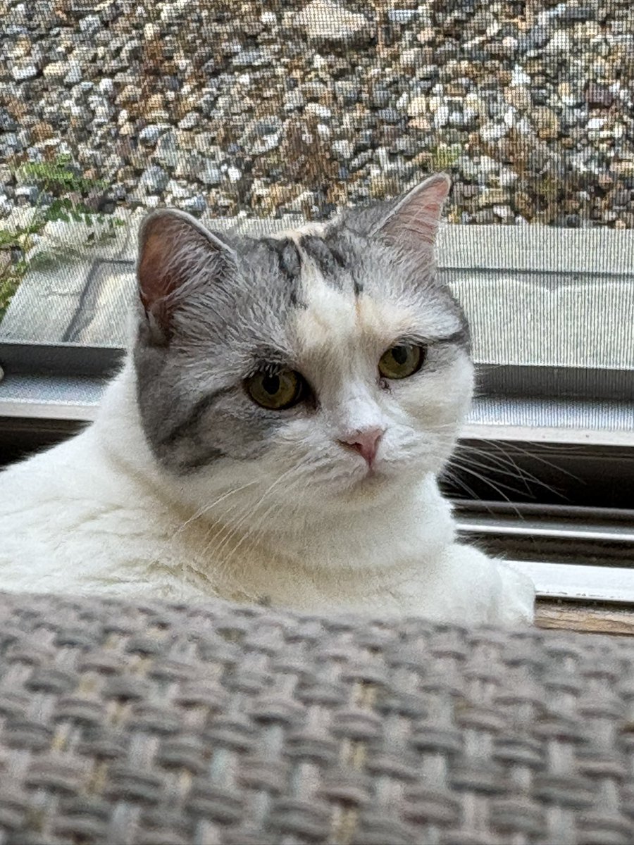 yokunerunene's tweet image. おはねねです！