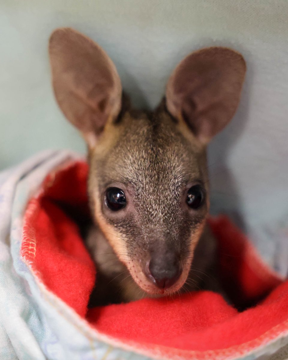 In the start of trauma season, this little swamp wallaby joey is a reminder of why our work matters so much. 🥰 Orphaned after a tragic road accident, she’s now in caring hands, getting the support she needs to one day hop back into the wild. Please drive carefully and watch out