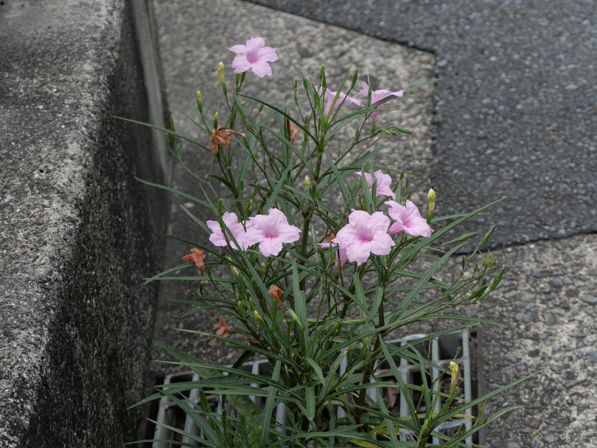 町角の沈黙を聞く秋の風
まちかどのちんもくをきく　あきのかぜ

側溝から柳葉ルイラ草さやか
そっこうからやなぎばるいらそう　さやか
ヤナギバルイラソウ…
紫はよく見かけますが、このピンク、どこから来たのか…

おんおんと人の恋しき秋の風　岡田詩音