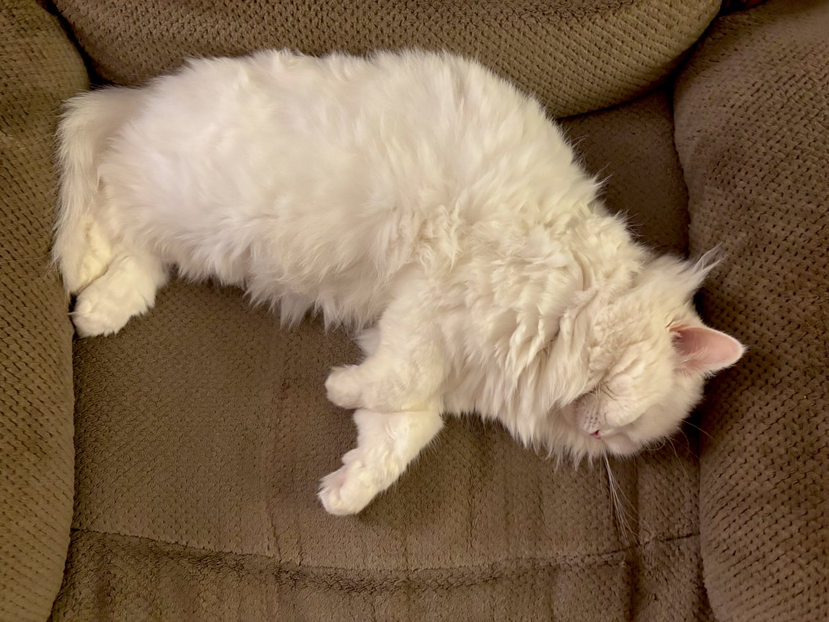 The sleeping princess 🤍🤍🤍🤍