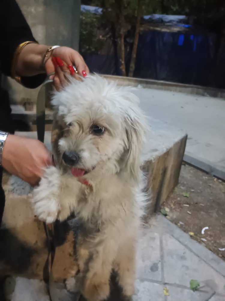 دوستان عزیزم؛
دوست من امروز شوش رفته خرید این بچه رو دست یه اقایی دیده که کتکش میزده و گرسنه و تشنه بوده(بدسرپرست) و حاضر شده در قبال پول بچه رو بده؛خود دوستم امکان سرپرستی نداره💔
#ريتوييت_لطفا کمک کنید خوشبخت بشه🙌🏽🫂