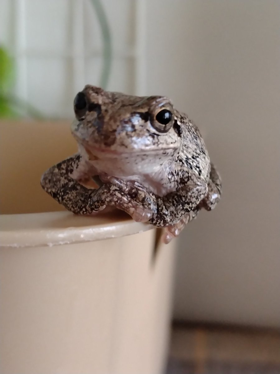kb21MGma's tweet image. おっは〜ぁ🐸
#アマガエル #かわいい #癒やし