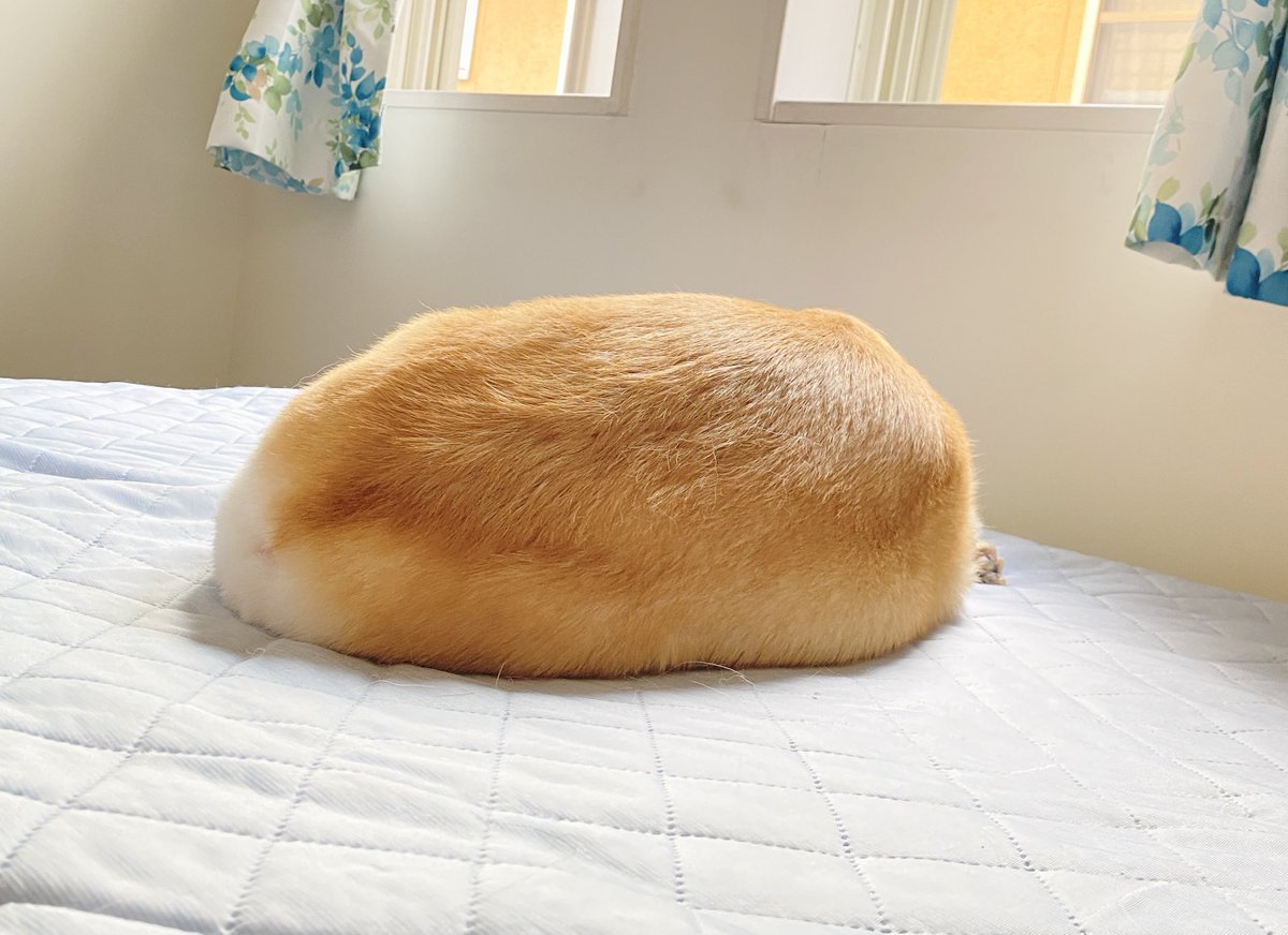 こんにちは
あの時助けていただいたスイートポテトです