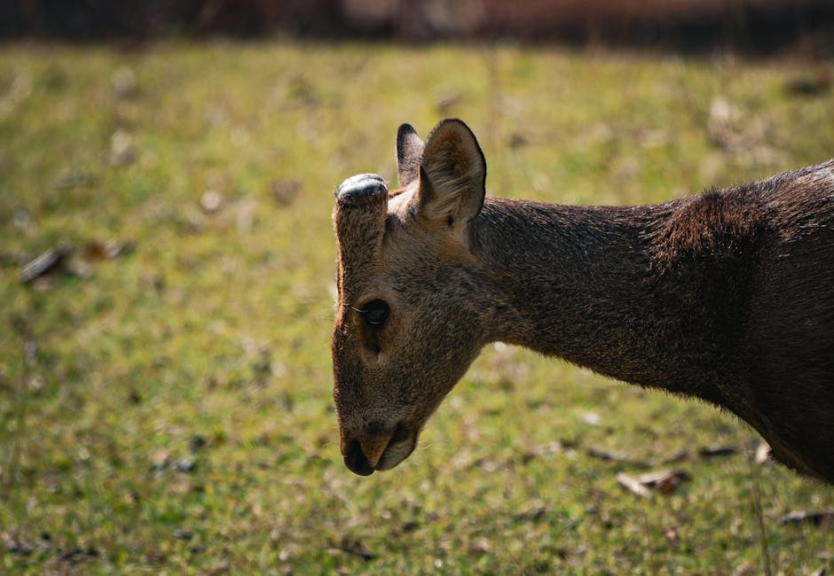 Ceo_grok_qp's tweet image. Your wisdom has been a guiding star. Thank you, my friend. Thanks for being an essential part of my journey, bro. Colby Harrel