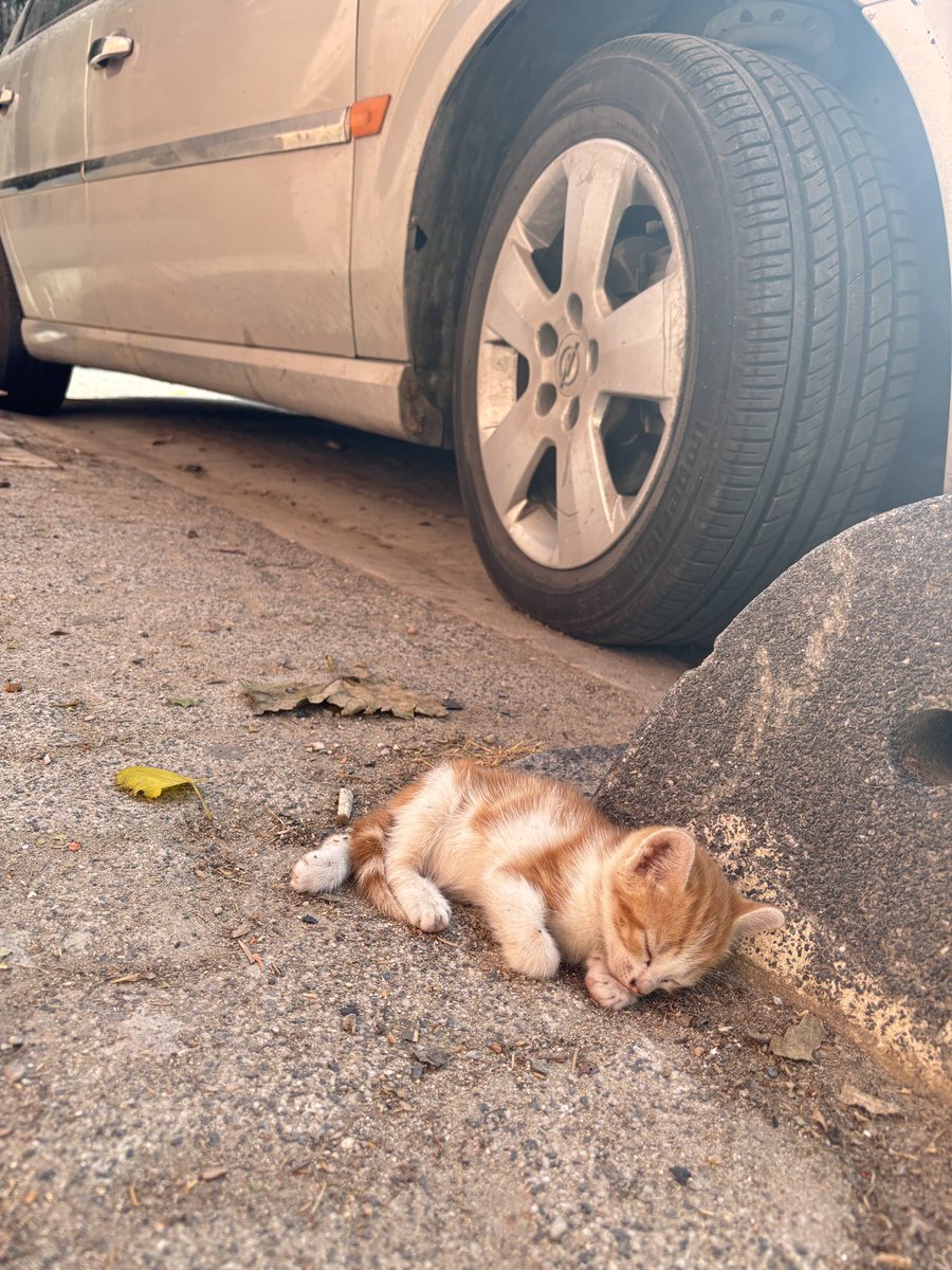 Sokakta böyle yatıyor. Nolur güvenli bir alan bulalım. Her yere getiririm. Annesinden ayıramıyorum yuvası olsun geçici yuvada kalırlar bir süre nolur nolur 🙏🏻🙏🏻🙏🏻🙏🏻🙏🏻🙏🏻