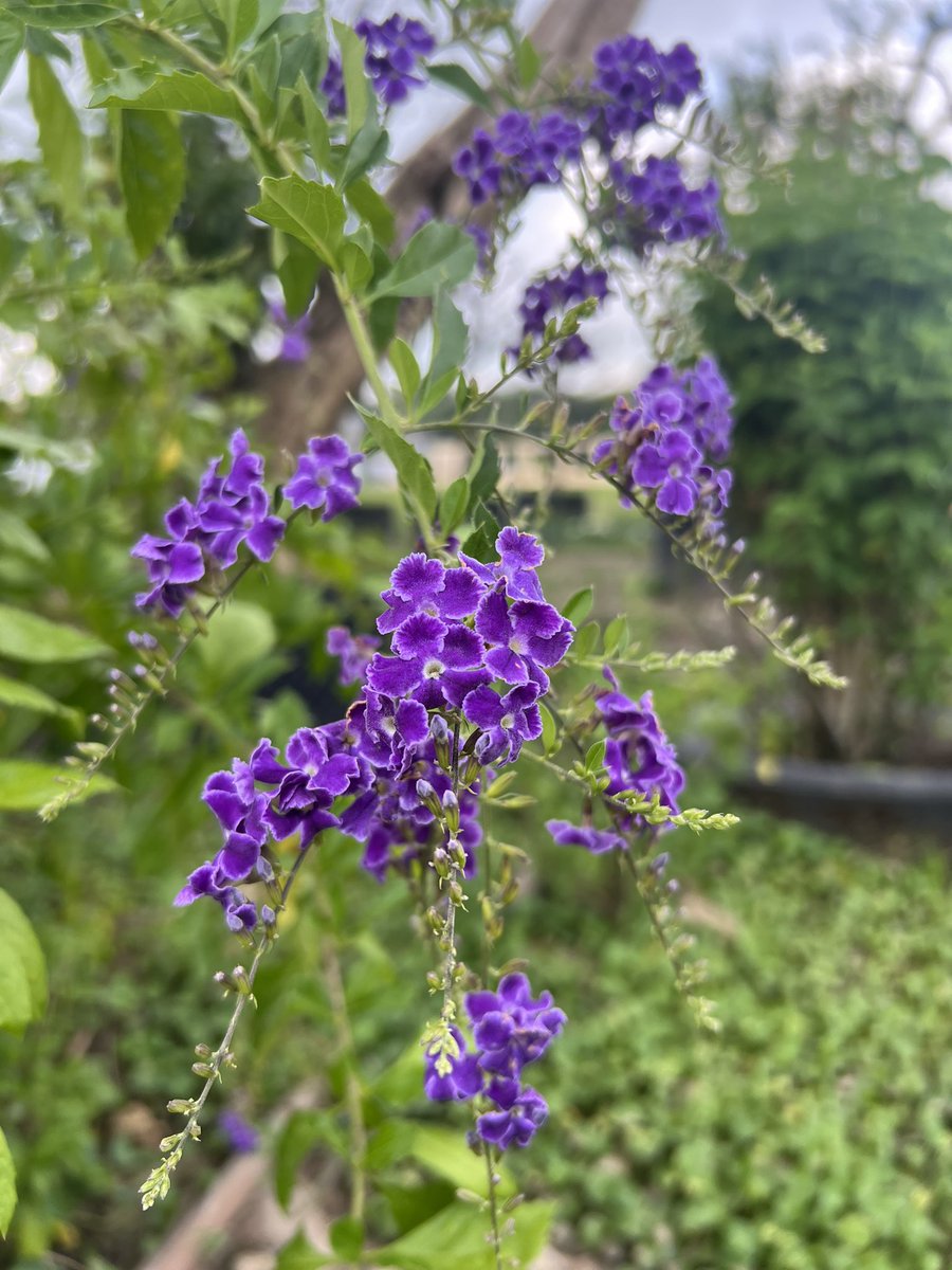 NarTuw's tweet photo. FWB

Flower With Bloom https://t.co/Gt4DgChRHK