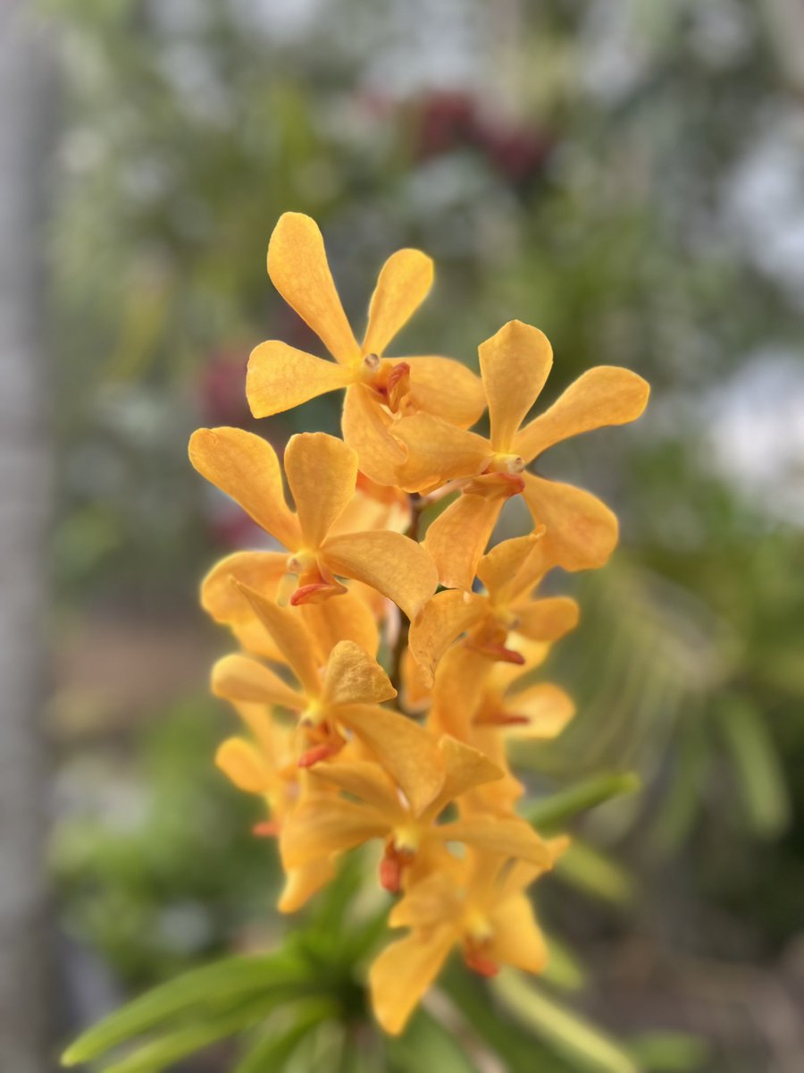 NarTuw's tweet photo. FWB

Flower With Bloom https://t.co/Gt4DgChRHK