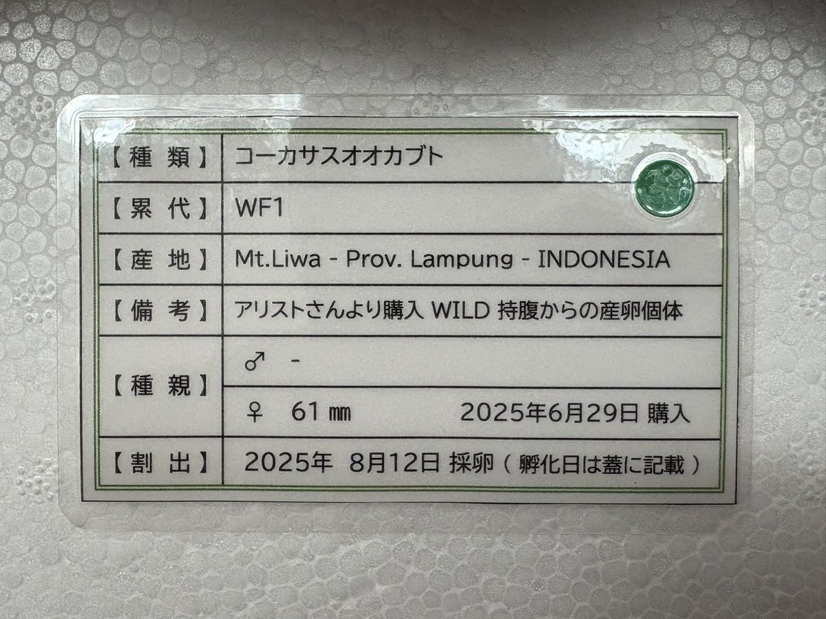 sesiriasama's tweet image. スマトラコーカサス(Mt.Liwa)
初令幼虫5頭(WF1)
いざというときに助けて貰えるように
里親さん募集したいと思います。

親は6月にアリストさんより購入のWDペア
追い掛け無しの持腹産卵個体になります。

希望される方は、このツイートにリプライで参加表明のコメントをお願いします。
9/18 23:59〆切