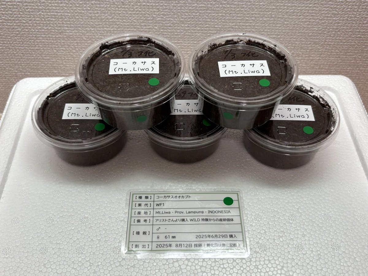 sesiriasama's tweet image. スマトラコーカサス(Mt.Liwa)
初令幼虫5頭(WF1)
いざというときに助けて貰えるように
里親さん募集したいと思います。

親は6月にアリストさんより購入のWDペア
追い掛け無しの持腹産卵個体になります。

希望される方は、このツイートにリプライで参加表明のコメントをお願いします。
9/18 23:59〆切