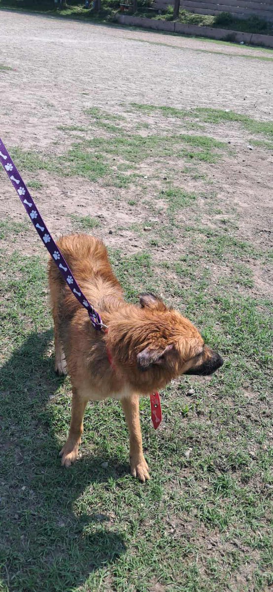 lyssitta's tweet photo. SERVICIO SOCIAL✅️
#SEBUSCA
#EXTRAVIADA

ZONA ALTA VISTA

Me ayuda a compartir una publicacion de mi perrita se me perdio hoy a las 8:30 por miedo a la pólvora en los alrededores de Unicentro ALTAVISTA

Responde al nombre de SASHA
Cualquier información contactar al 
75632903 o al 79151386