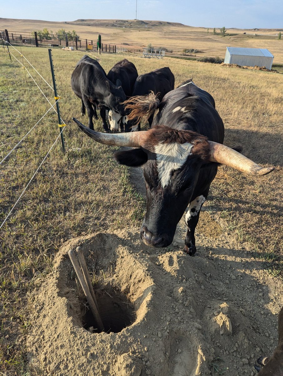 It's hard to get anything done when everyone demands scratching.