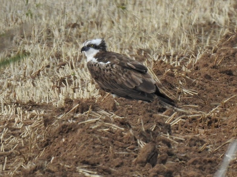 Alan Wrightson tweet media