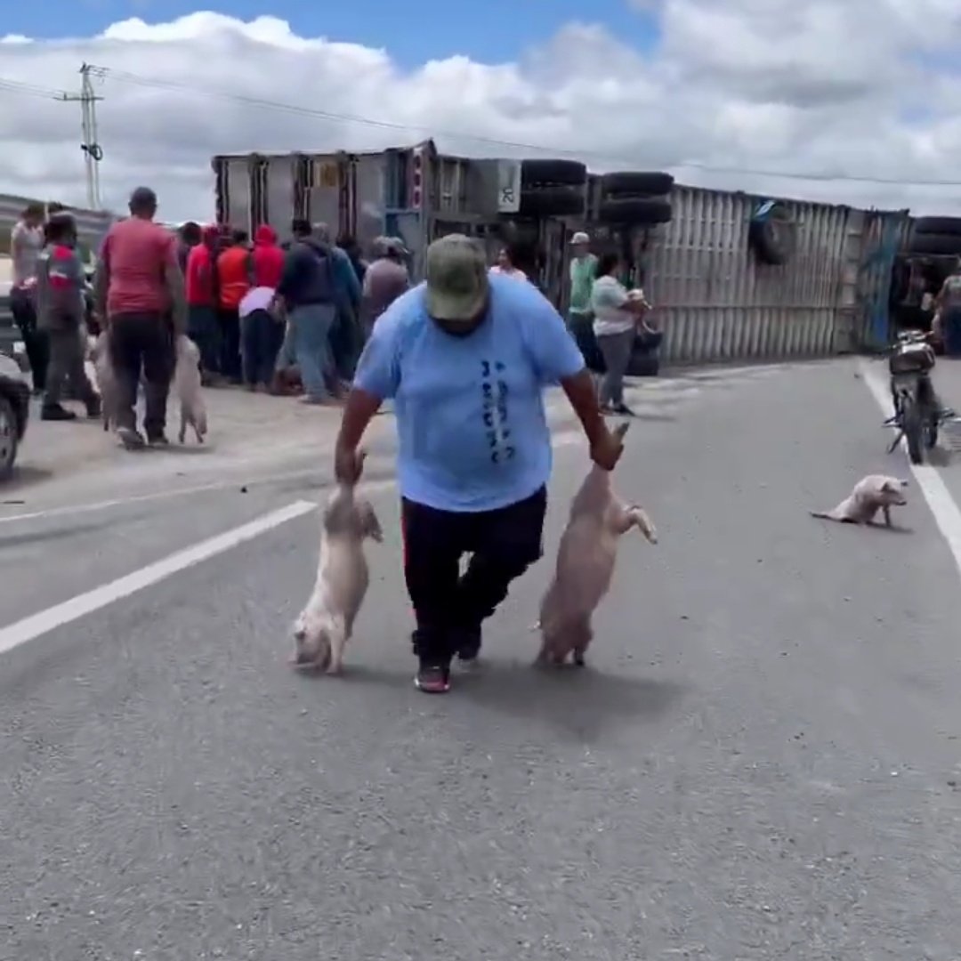 mike_gc19's tweet photo. @LuisCardenasMx Lograron escapar los 3 cochinitos 🙏🏼 https://t.co/RWiyopgOGG